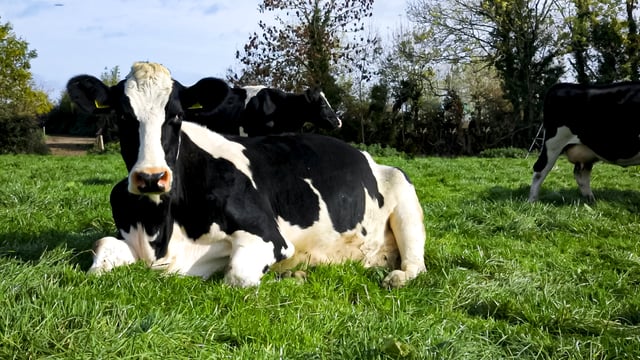 Macra: Taoiseach's famine comments in contrast to dairy recommendations