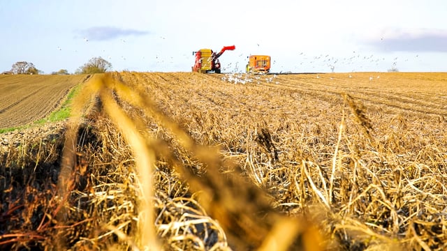 Potato prices: Average yields and uncertain markets