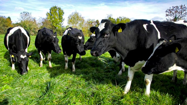 Permit system will 'regulate family farms out of existence'