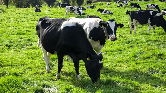 Minister due to unveil new action plan to tackle bovine TB