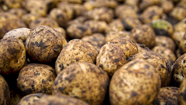 Potato prices: Demand buoyant as weather delays harvesting