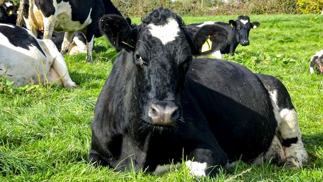 New NI research project demonstrates effects of housing cows on cow optimism