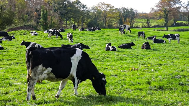 Watch: VistaMilk receives €20m for new dairy research