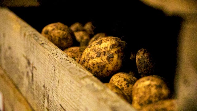 Potato crop herbicide metribuzin to be banned in EU