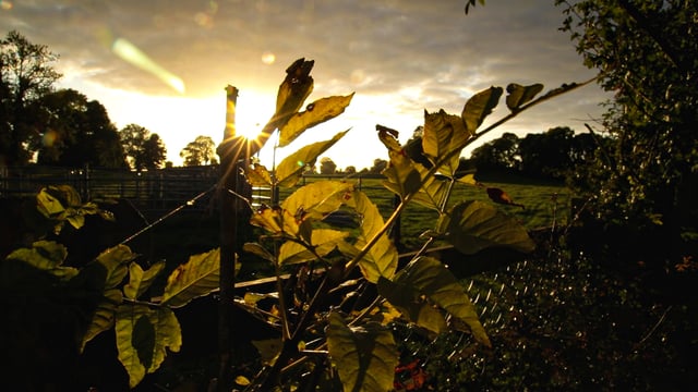 Weather: Mainly dry and settled this week