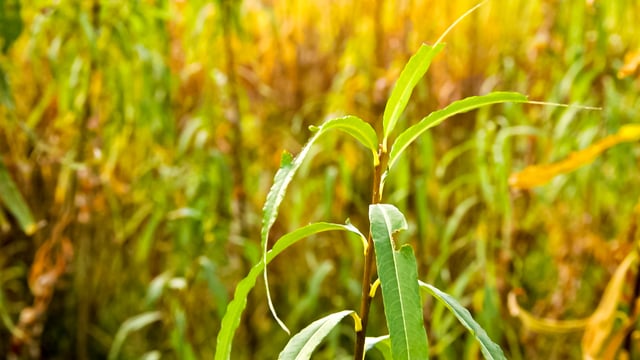 Biofuel companies in China audited over potential fraud