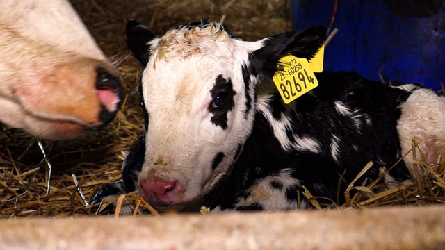 Controlling the spread of Johne's disease in calves