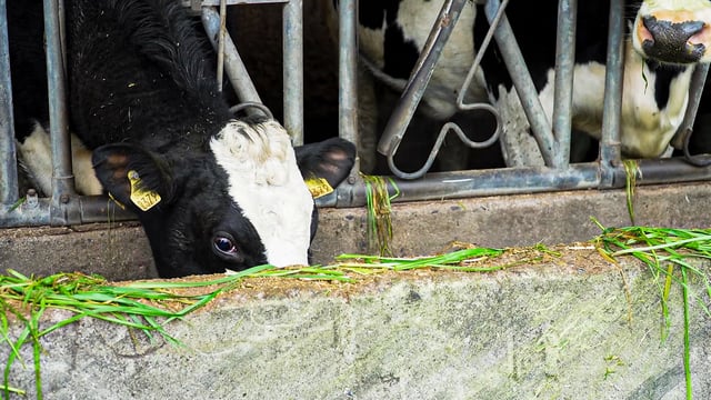 EU dairy farmers call for 'urgent reforms' of agri-policy