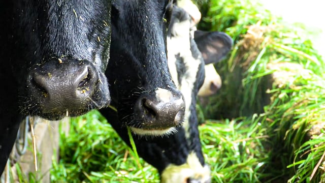 State 'seriously in breach of international obligations on ammonia emissions'