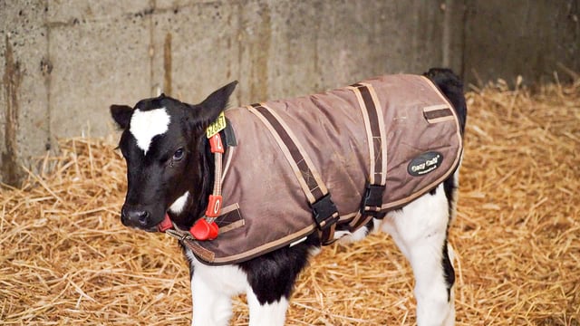 Should I use calf jackets this calving season?