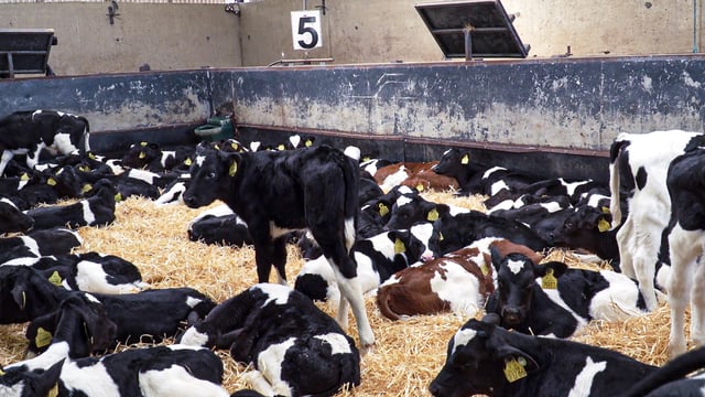McConalogue concerned for future of calf exports
