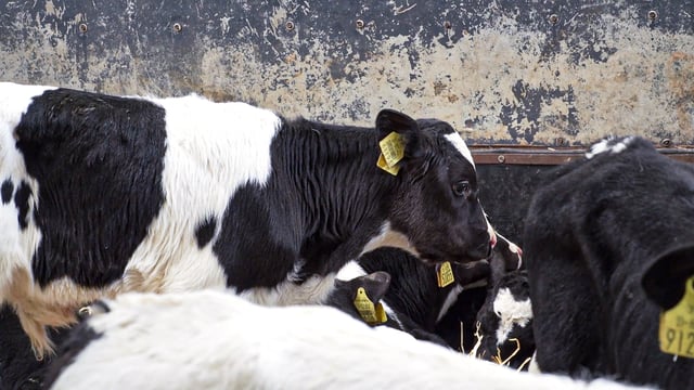 ICMSA welcomes 'first step' towards integration of dairy and beef