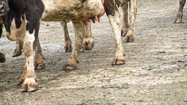 Lameness is often overlooked during the calving period