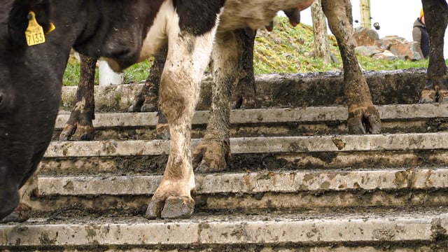Get on top of lameness this autumn