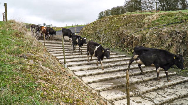 Keeping on top of lameness issues