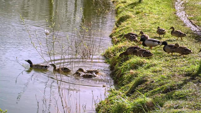 Teagasc launches factsheet on how to establish a riparian buffer zone on your farm