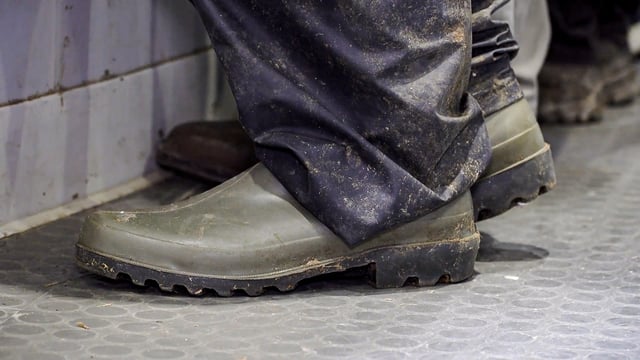 Boot cleaning reduces disease levels on livestock farms