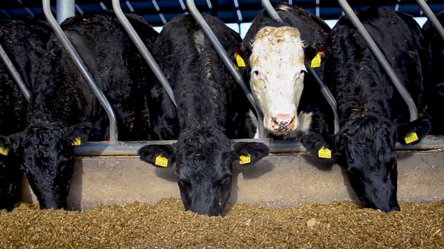 Beef trade: Uplift in prices for steers and heifers
