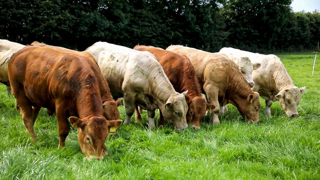 ICSA: Beef price gains must keep pace with production costs
