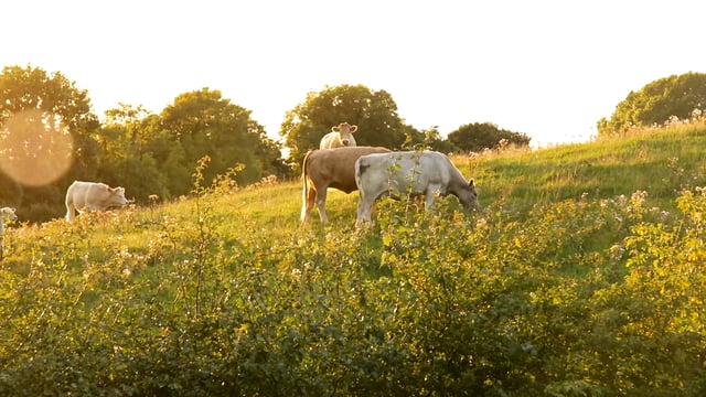 Largely dry weekend in store with high temperatures