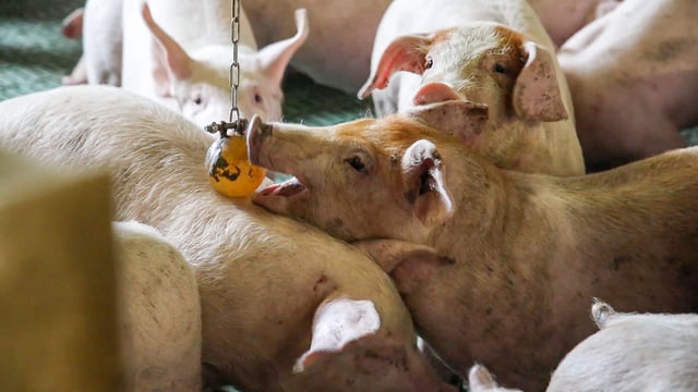 Sardinia and Sweden recognised as free of African Swine Fever