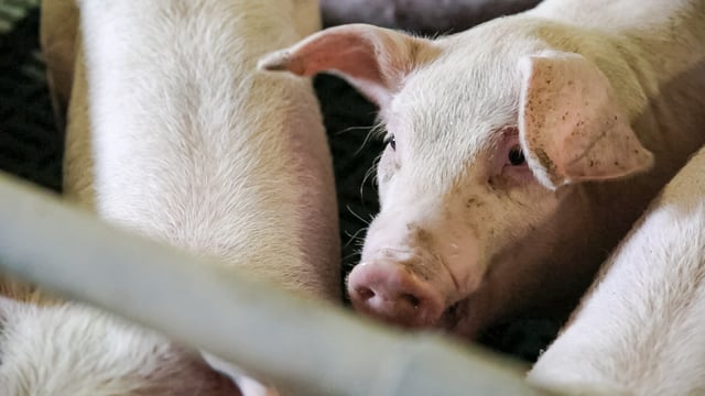 Ireland records biggest decline in pig numbers in EU