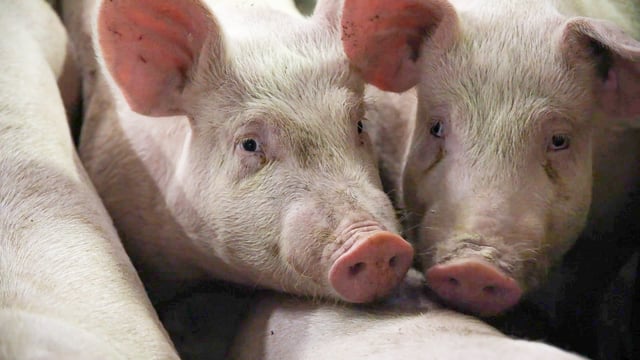 Protest against live exports to take place outside Leinster House