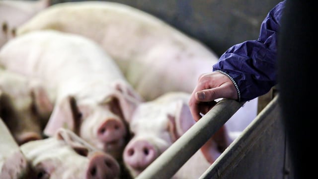 Community raises over €7k to object against Meath pig farm