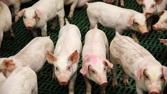NAP proposals' potential impact on NI pig sector focus of farmer meeting