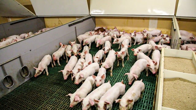 China builds 26-storey pig house to process 1.2 million pigs/year