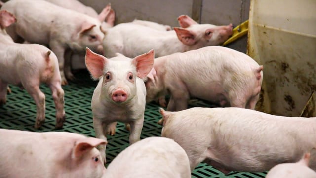 Tenders sought for refit of Moorepark farrowing house