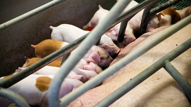 Caged farming - what's Ireland's position and what do our MEPs say?