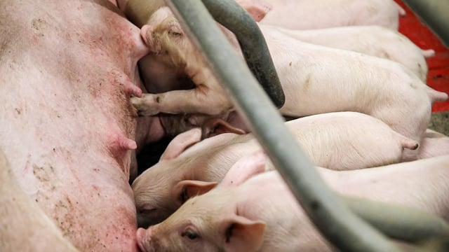 185 to be eligible for NI's £1.6 million Pig Producer support
