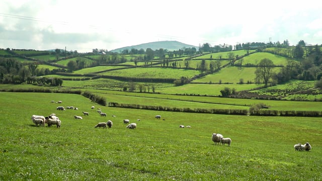 Sheep sector: Department working on support for farmers