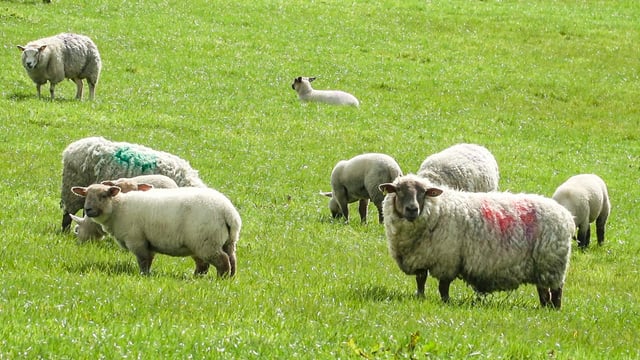 Call for NI dog owners to be alert around livestock this Easter