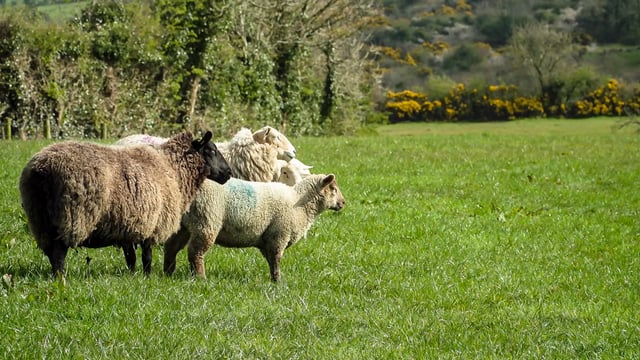 Report: Global warming could increase intestinal worms in sheep