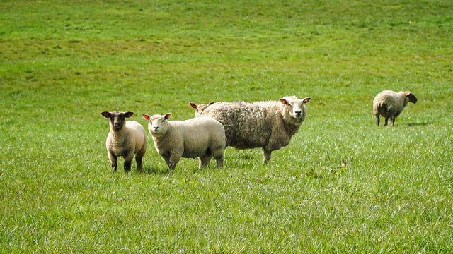 Sheep trade: Mixed bag among various factories