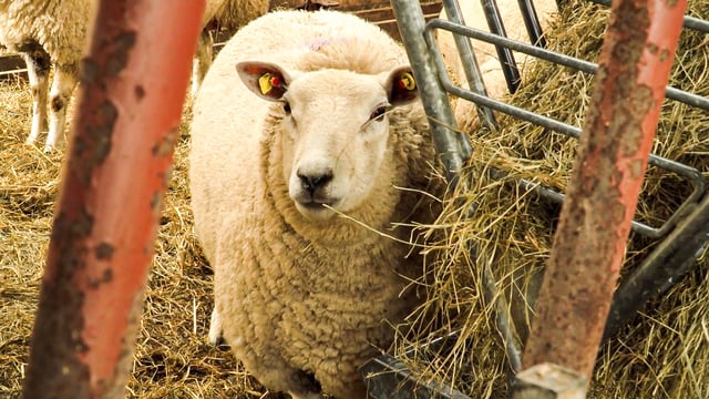 Sheep farmers urged to reduce number of ewes wormed at lambing