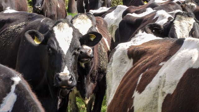 Ministers 'showing scant regard' for derogation farmers