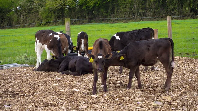 Bord Bia contacts 22 dairy herds slaughtering calves under 56 days