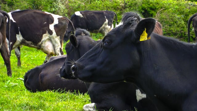 Commission plan would allow farm permits to be seen online