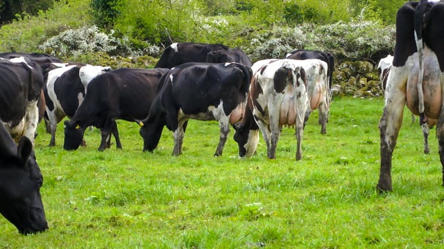 Minister urged to not exclude dairy farmers from silage support scheme