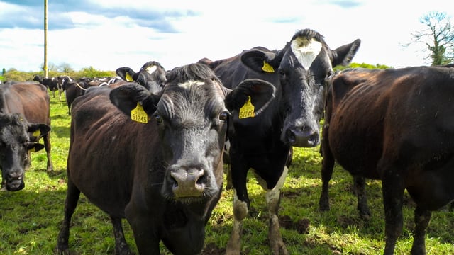 National herd increased by 1.5% in 2020