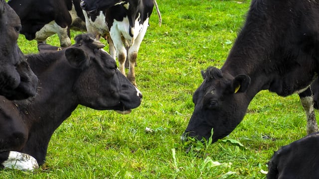 Milk Price Tracker: Prices show improvement in July