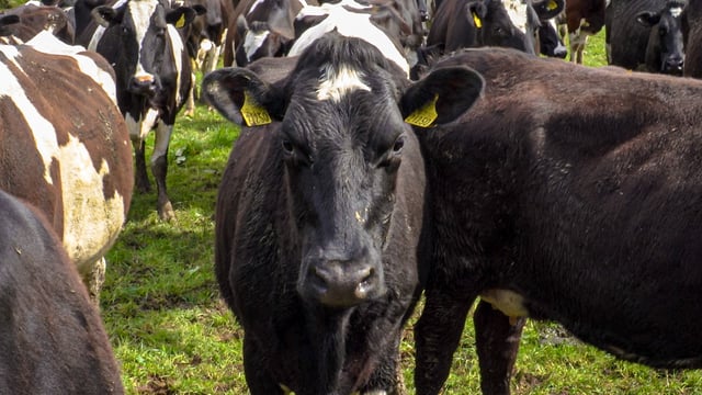 Ciaran Fitzgerald: Discussion and negotiation needed to develop agri-food policy