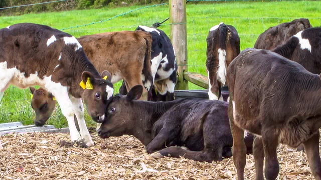 Bord Bia to develop calf slaughter threshold in new year