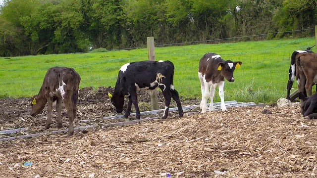 TB testing exemptions for calves to end this week