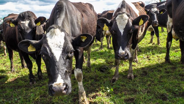 Call for minister to support struggling dairy farmers
