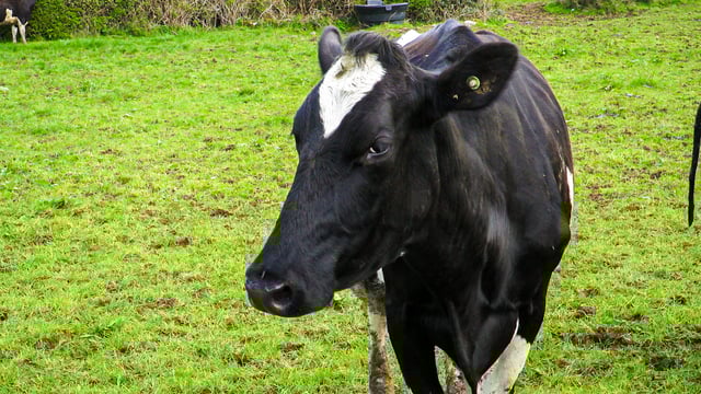 Dairy cows heat stress study receives £1.24m funding boost