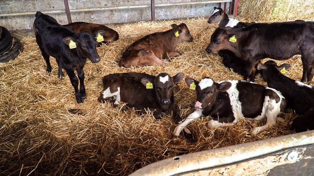 The role of vaccines on farms going forward